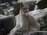 (فیلم) لذت یک توله شیر کوهی از استراحت در بانوج