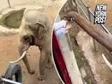(فیلم) لحظه ای شایان ستایش که یک فیل کفش کودک نوپا را بازگرداند