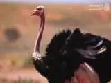 ویدیو  -  ظهور شتر مرغ نادر در عربستان پس از یک قرن