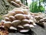 افزایش سه برابری مسمومیت در طبیعت  -  این قارچ  ها را نخورید