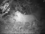 ویدیو  -  مشاهده گونه نادر پلنگ سایبان در لرستان