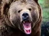 حمله خرس وحشی به دامدار ایلامی  -   همه دام هایش دریده شد