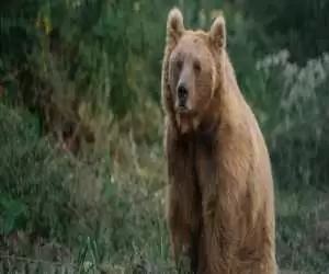 ویدیو  -   گفتگوی بامزه محیط بان مازندرانی با خرس قهوه ای در ارتفاعات چالوس