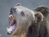(فیلم) حمله ناگهانی خرس به یک خودرو