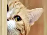 ویدیو  -  تعقیب و گریز دیدنی دو گربه از زاویه ای متفاوت