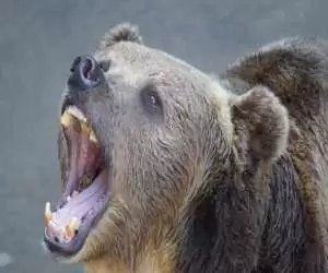 (فیلم) حمله ناگهانی خرس به یک خودرو