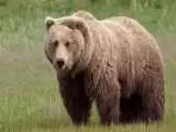 صحبت کردن محیط بان با خرس در ارتفاعات چالوس!  -  ویدئو
