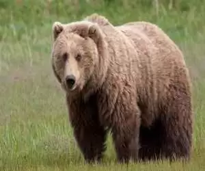 صحبت کردن محیط بان با خرس در ارتفاعات چالوس!  -  ویدئو