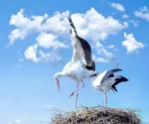 (فیلم) شادی جالب یک جفت لک لک  بعد از نخستین تخم گذاری