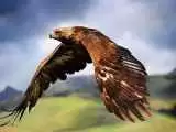 (فیلم) آزادسازی یک عقاب در ارتفاعات کوهستانی شاهو