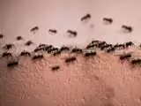 فراری دادن مورچه با یک ادویه محبوب خانگی ؛ راهی تضمینی برای دفع مورچه از خانه