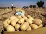 تعیین عوارض 60درصدی برای صادرات سیب زمینی