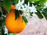 خواص جالب عرق بهار نارنج برای لاغری و رفع گرما