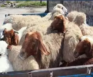 ویدیو  -  تصاویری از برخورد ماشین شاسی بلند با گله گوسفندان