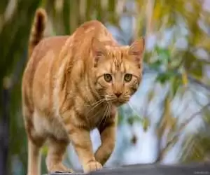 ویدیو  -  ترس و وحشت یک گربه هنگام تماشای انیمیشن تام و جری