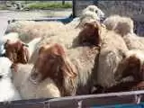 ویدیو  -  تصاویری از برخورد ماشین شاسی بلند با گله گوسفندان