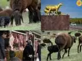 (فیلم) گوسفند غول پیکری که در تاجیکستان مثل طلا باارزش است
