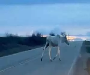 (فیلم) راننده خوش شانس یک گوزن سفید کمیاب را دید