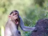 ویدیو  -  تصاویری دیدنی از قلدربازی میمون برای 2 مار کبری