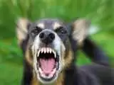 سگ گزیدگی؛ ماموریت روزمره در مراکز درمانی!  -  حجم بالای حمله سگ های بدون صاحب به شهروندان  -  ویدئو