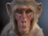 (فیلم) بلایی که مار بر سر میمون کنجکاو آورد