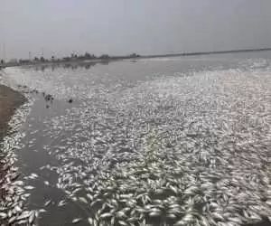 ویدیو  -  مرگ صدها هزار ماهی در ویتنام