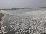 ویدیو  -  مرگ صدها هزار ماهی در ویتنام