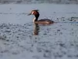صحنه ای زیبا از تخم گذاری یک پرنده روی آب در تالاب انزلی  -  ویدئو