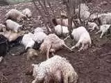 تلف شدن 30 راس گوسفنددر پی بارش های سیل آسا در خوزستان 