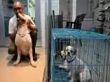 (فیلم) رنج حیوانات خانگی و خیابانی در پی گرمای بی سابقه در آسیا