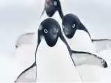 (فیلم) چرا پنگوئن ها تلو تلو می خورند؟