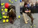 (فیلم) مراسم بازنشستگی سگ مأمور فرودگاه با ده ها توپ