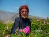 تصاویر - برداشت گل محمدی در میمند فارس