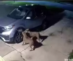 (فیلم) خسارات سنگین سگ ها به یک خودرو