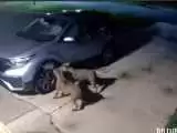 (فیلم) خسارات سنگین سگ ها به یک خودرو