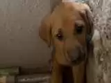 (فیلم) نجات توله سگ گیر کرده بین دو دیوار