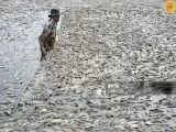 تصاویر - مرگ دسته جمعی ماهی ها بر اثر گرمای سوزان