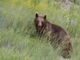 (فیلم) گشت و گذار خرس قهوه ای در پارک ملی گلستان