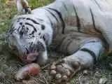 خون خواری حیوانات در باغ وحش پس از گرمای بی سابقه + ویدیو