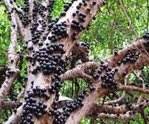 ویدیو  -  درختی که نه از شاخه، بلکه از روی تنه اش میوه می دهد!