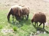 (فیلم) یک چرای لاکچری برای گوسفندان؛ دام هایی که جاذبه گردشگری می خورند!