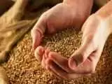 خبر جدید برای گندمکاران -  قیمت گندم مشخص شد