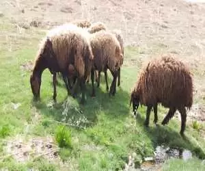 (فیلم) یک چرای لاکچری برای گوسفندان؛ دام هایی که جاذبه گردشگری می خورند!