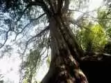 ویدیو  -  تصاویر تلخ از قطع  درخت 500 ساله در امامزاده آقا رکابدار روستای کیسم برای فروش چوب آن!