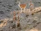 ویدیو  -   نمایی از گله قوچ اوریال در پارک ملی سالوک