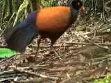 ویدیو  -  دیده شدن پرنده ای که 142 سال قبل منقرض شده بود!