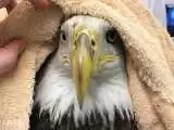 ویدیو  -  حرکت تحسین برانگیز یک زن در نجات عقاب سرسفید زخمی وسط خیابان