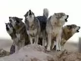 (فیلم) معنای رفتار مختلف گرگ ها در گله