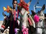 (فیلم) مسابقات سنتی خرسواری در مراکش