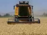 خبر جدید برای گندمکاران  -  قیمت گندم مشخص شد